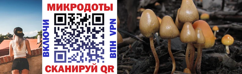 где купить наркотик  Салехард  Псилоцибиновые грибы Cubensis 